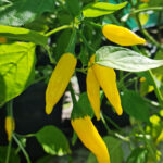 Aji Limon – Lemon Drop Pepper Seeds