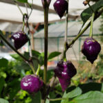 Purple UFO chilli seeds