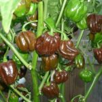 Chocolate Habanero Chilli Seeds